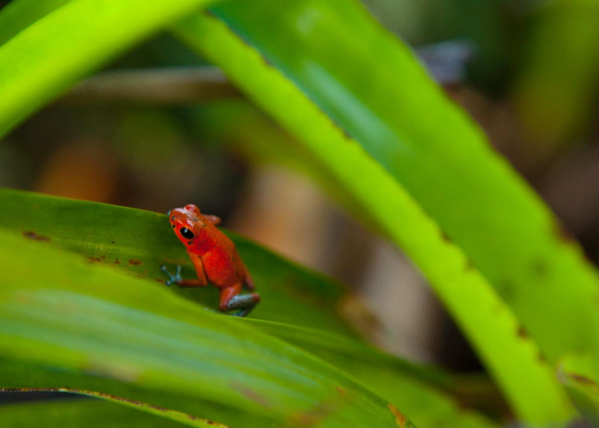 Gamboa Rainforest Reserve Экстерьер фото