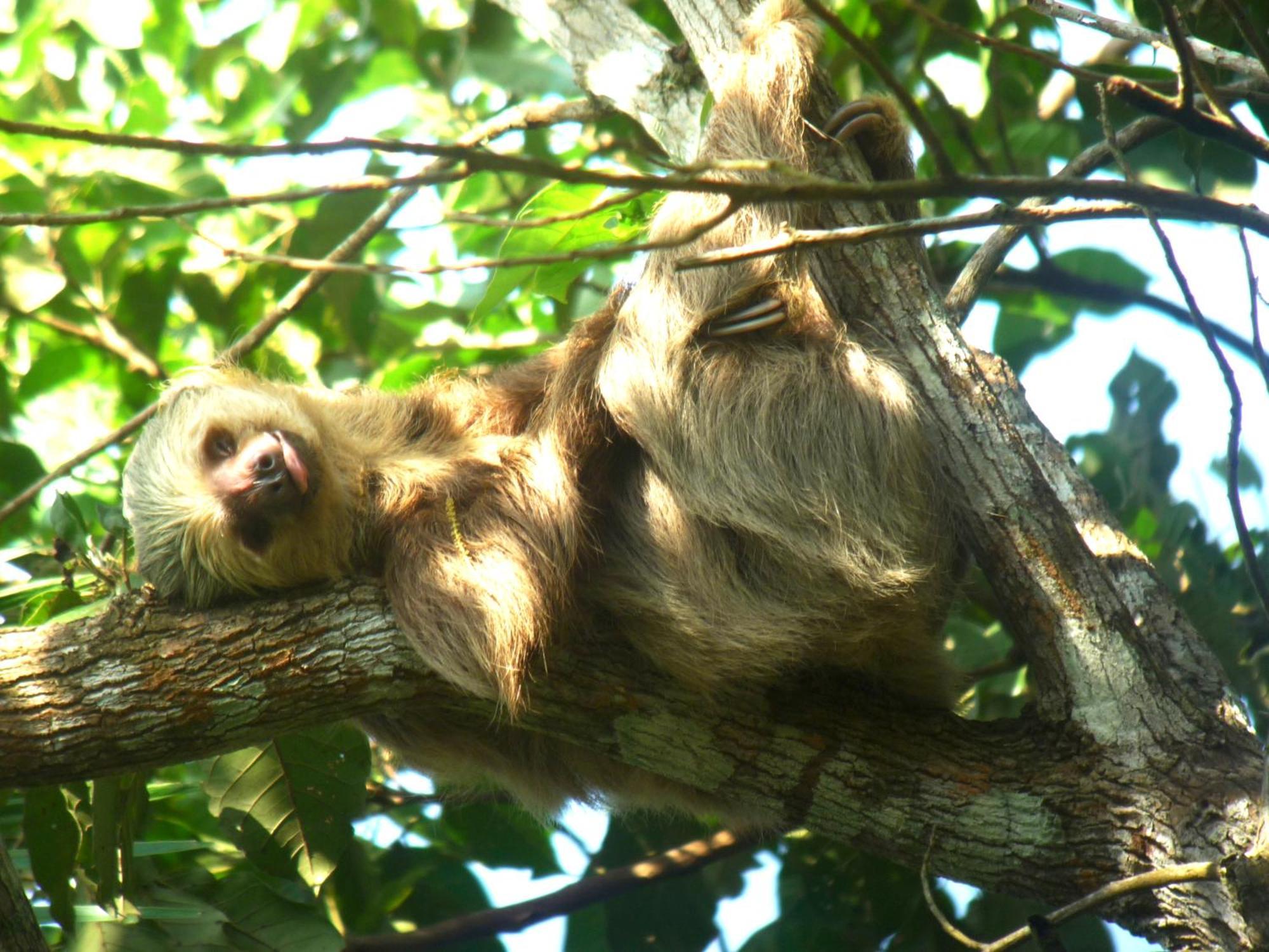Gamboa Rainforest Reserve Экстерьер фото