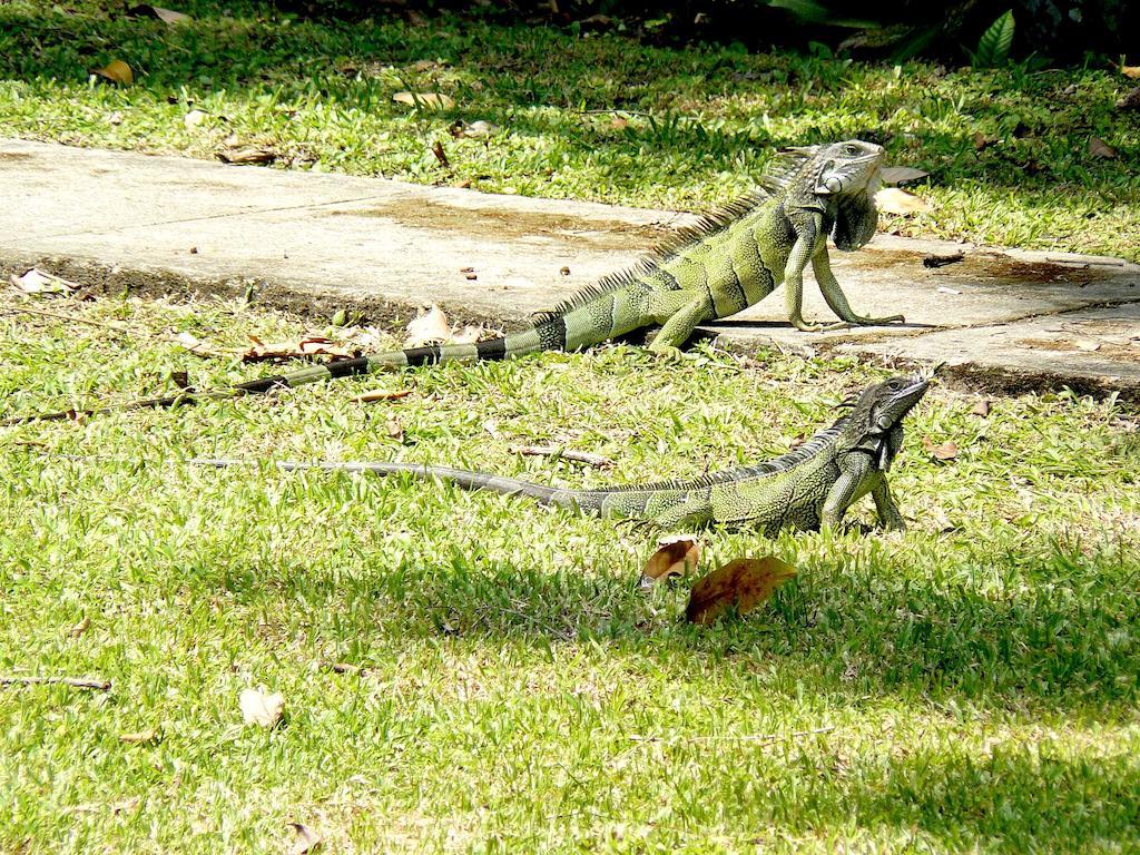 Gamboa Rainforest Reserve Экстерьер фото