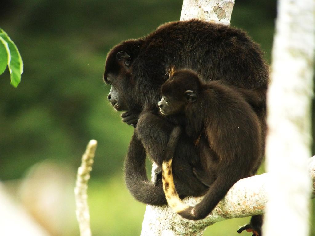 Gamboa Rainforest Reserve Экстерьер фото